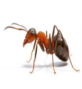 Изображение выглядит как беспозвоночный, муравей, вредное насекомое, насекомое

Автоматически созданное описание
